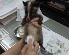 白鼻心寶寶剛來時只有2個手大。新北市動保處/提供