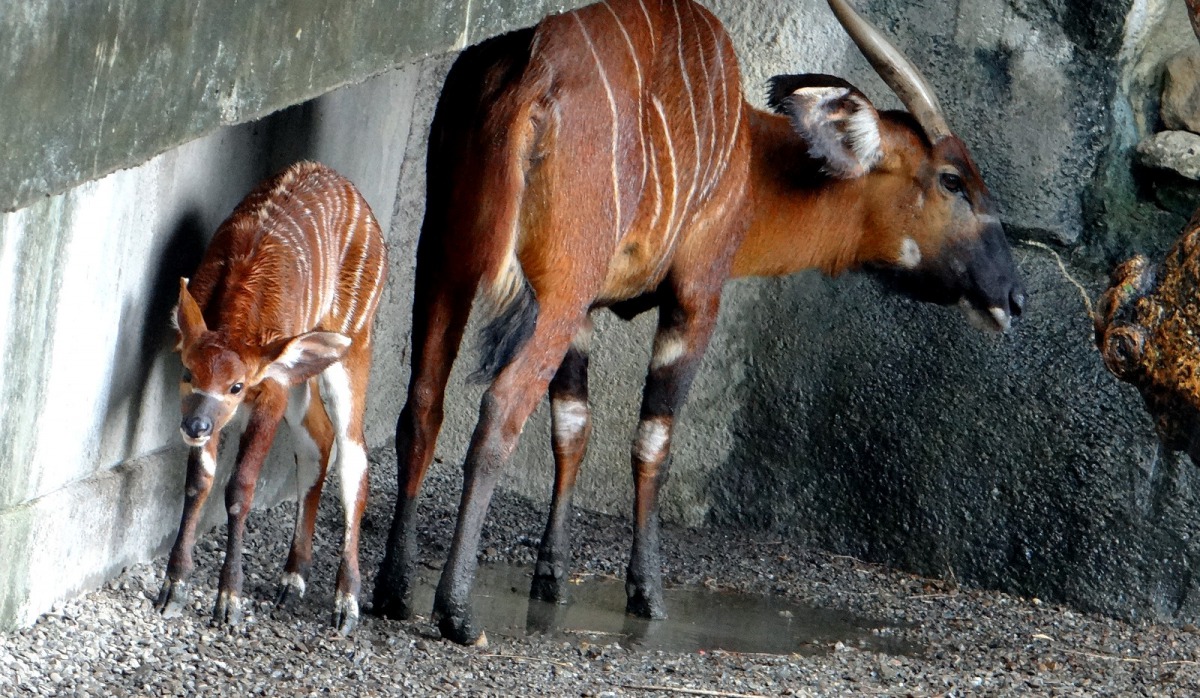 生性害羞的斑哥條紋羚寶寶「小雅」，時常待在隱密的區域，，遊客想要看到牠，可得仔細睜大眼了。台北市立動物園/提供