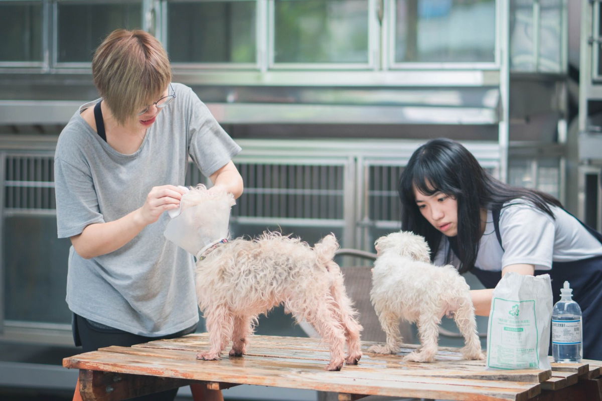 板橋動物之家動保員及志工正為年邁失智老犬洗澡及打理日常。新北市動保處/提供