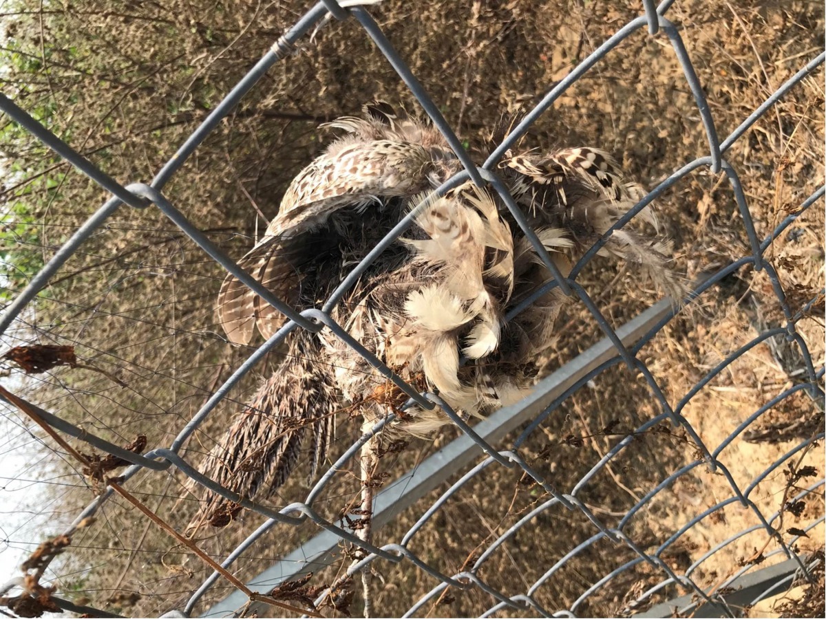 保七總隊第七大隊大隊長黃建智建議採取其它作法來驅趕鳥類,圖為因鳥網而死的二級保育類動物環頸雉。保七總隊第七大隊/提供