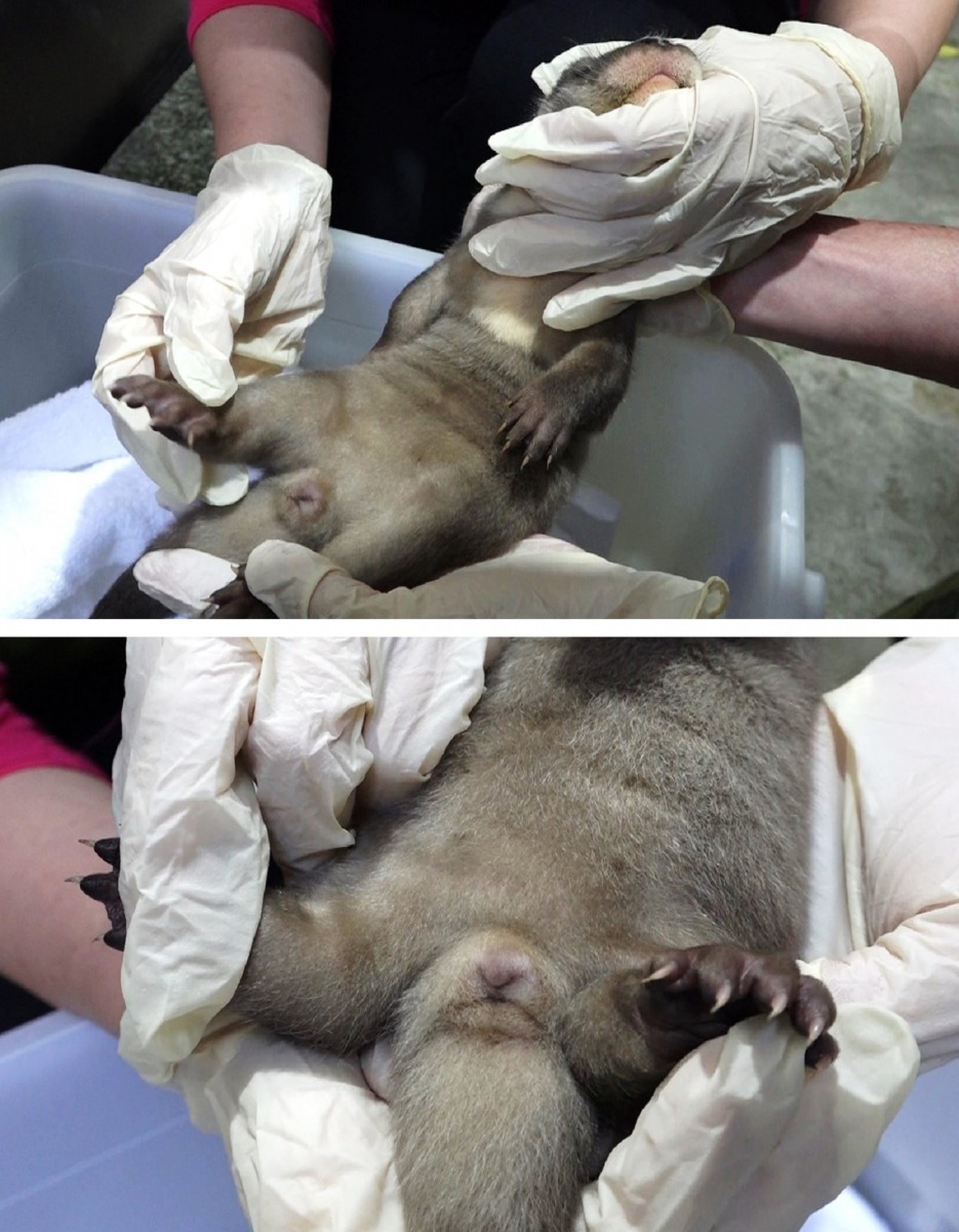 保育員藉由觀察外生殖器官，研判新生的歐亞水獺寶寶是個小女生唷！台北市立動物園/提供