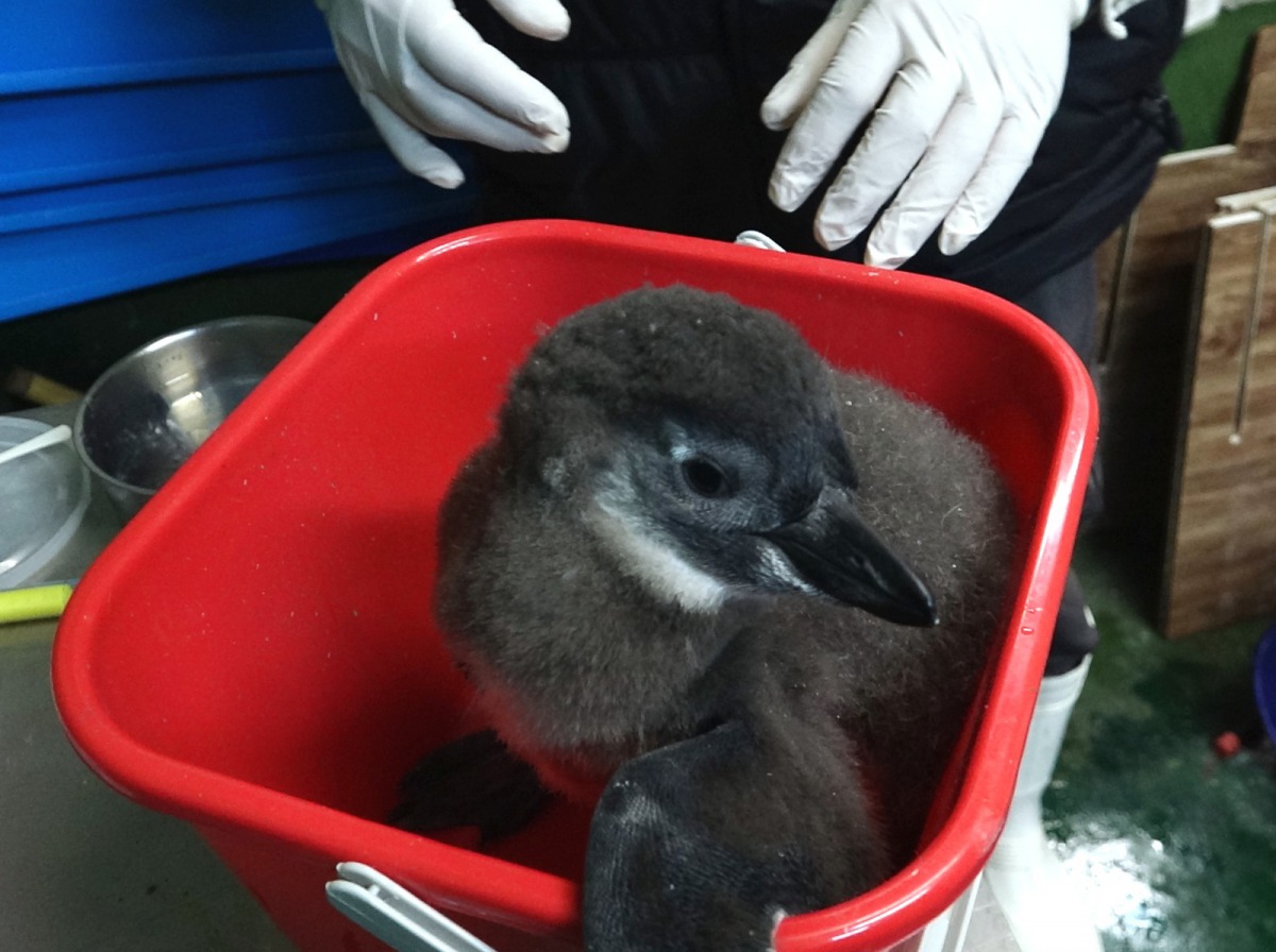 保育員首次當黑腳企鵝寶寶的奶爸和奶媽,忙得團團轉。台北市立動物園/提供