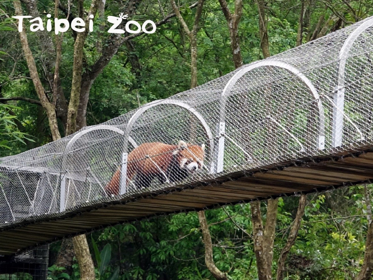 保育員為小貓熊新增了行為豐富化設施。台北市立動物園/提供