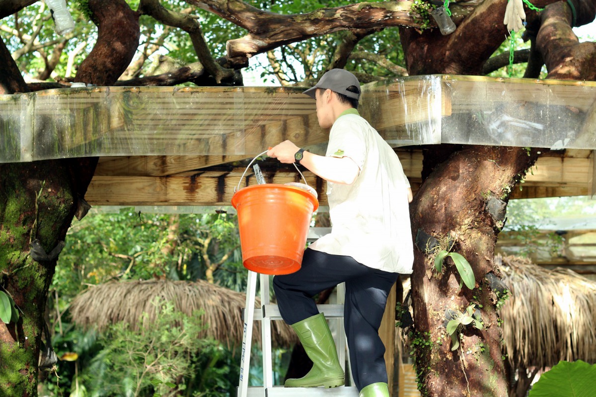 保育員要架設鋁梯才能爬上樹屋幫長鼻浣熊放置食物。台北市立動物園/提供