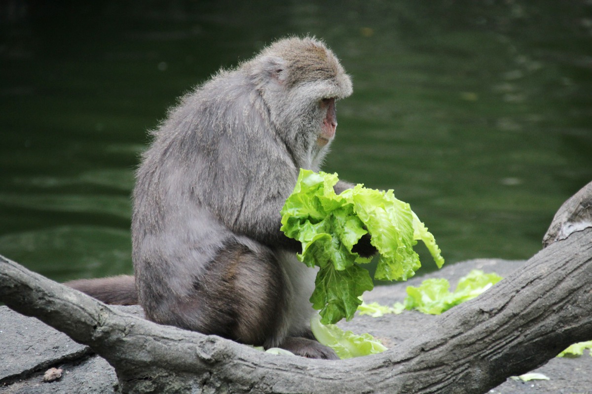 保育員與營養師會適時調整食譜，降低含糖量高的水果，並以葉菜類或新鮮植栽代替。圖為台灣獼猴，台北市立動物園/提供