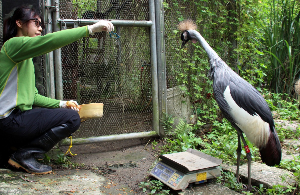 保育員運用動物訓練技巧、正向鼓勵的方式,引導幼鶴們自己站上磅秤。台北市立動物園/提供