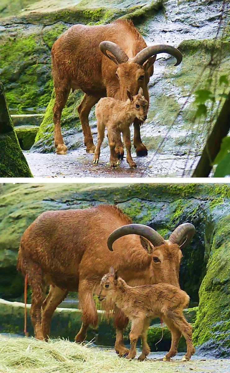 北非髯羊媽媽舔舐新生小寶寶。高雋/攝
