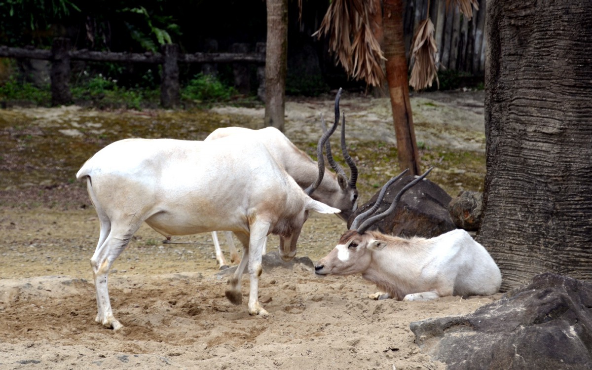 被IUCN自然生態保育聯盟紅皮書列為CR(極危)等級的弓角羚羊，野外族群的數量可能已經低於100隻！台北市立動物園/提供