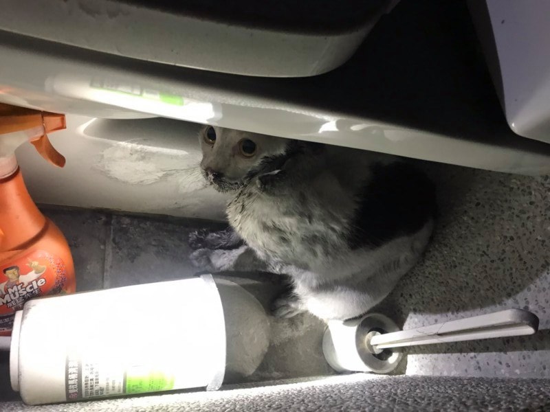 消防人員順利救出受困貓咪。新竹市消防局/提供