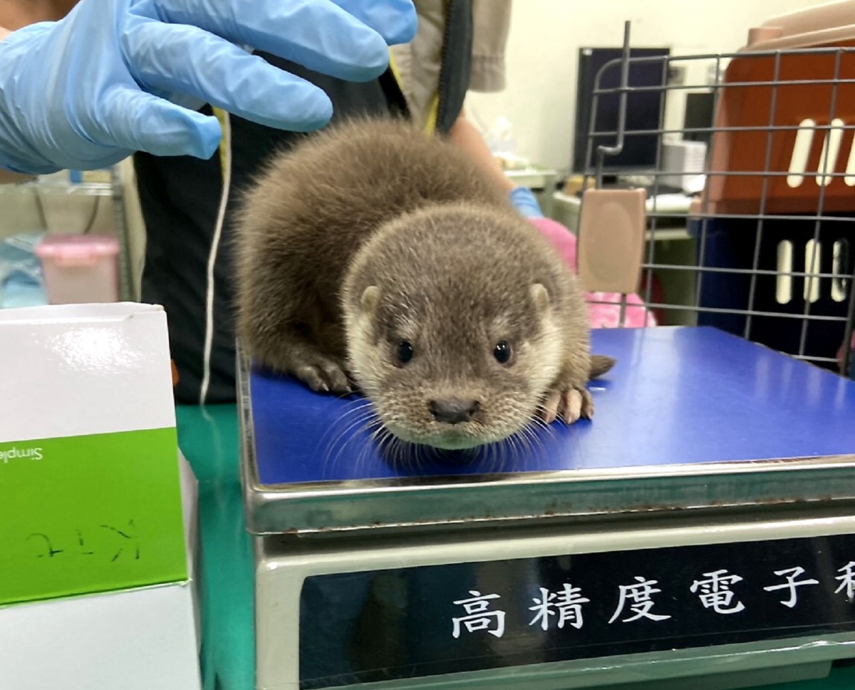 動物園為小水獺測量體重。台北市立動物園張祐佳/攝