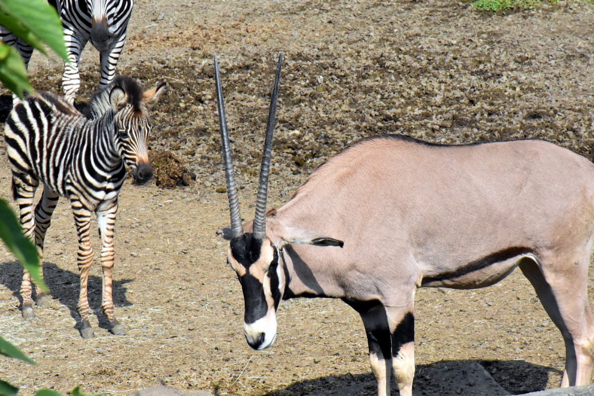 查普曼斑馬寶寶好奇地觀察東非劍羚。台北市立動物園/提供