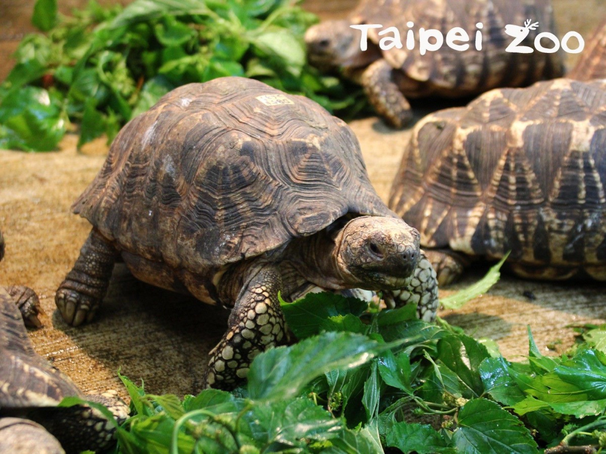 由於不同動物的種類差異很大,食材的份量、重量與種類都有很大差異。圖為緬甸星龜,台北市立動物園/提供