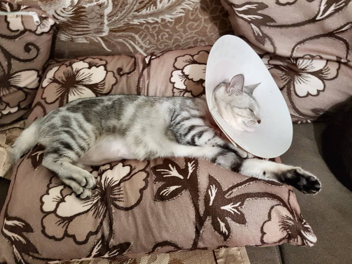 寵物絕育後可在家休養。台北市動保處/提供