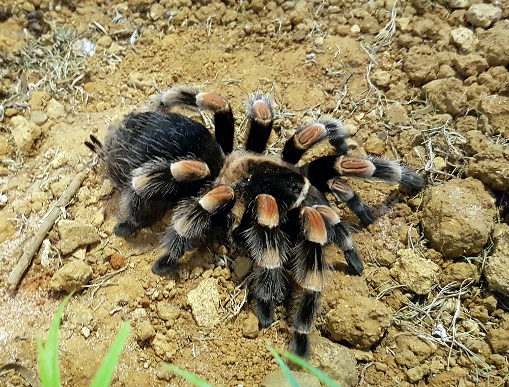 傳統所指的「五毒」動物是泛指毒蛇、蠍子、蟾蜍、蜈蚣和壁虎五種動物類群（墨西哥紅膝頭捕鳥蛛）。台北市立動物園/提供