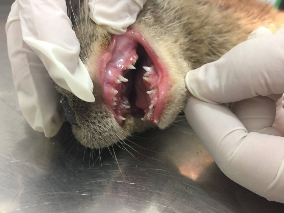 從幼獺牙齒判斷為剛斷奶的幼獺。金門縣政府/提供