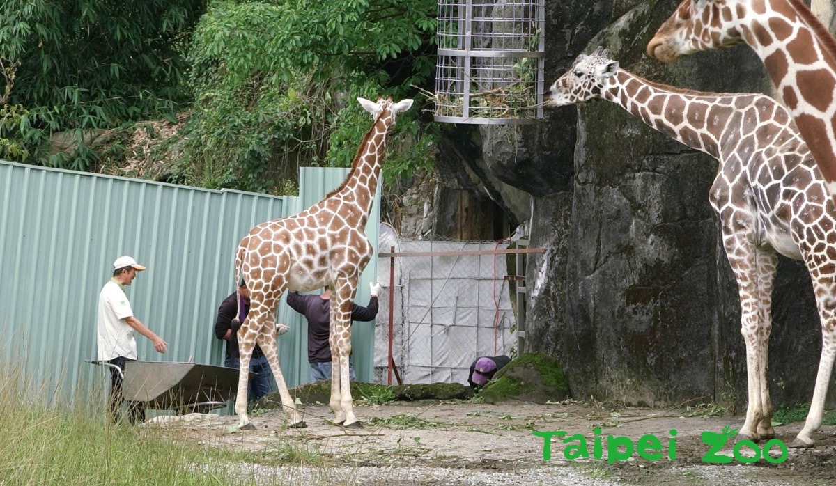 大長頸鹿們較不喜歡靠近正在施工的圍牆,只有「麥照」目不轉睛盯著正在忙碌的保育員,還想偷偷靠近施工中的圍牆。台北市立動物園/提供