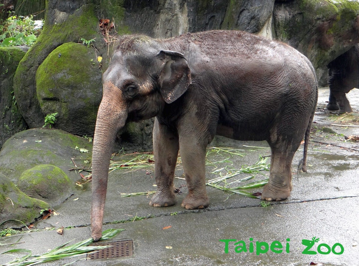 大象臼齒的替換可以到達5次，且換牙的方式也很特殊。台北市立動物園/提供