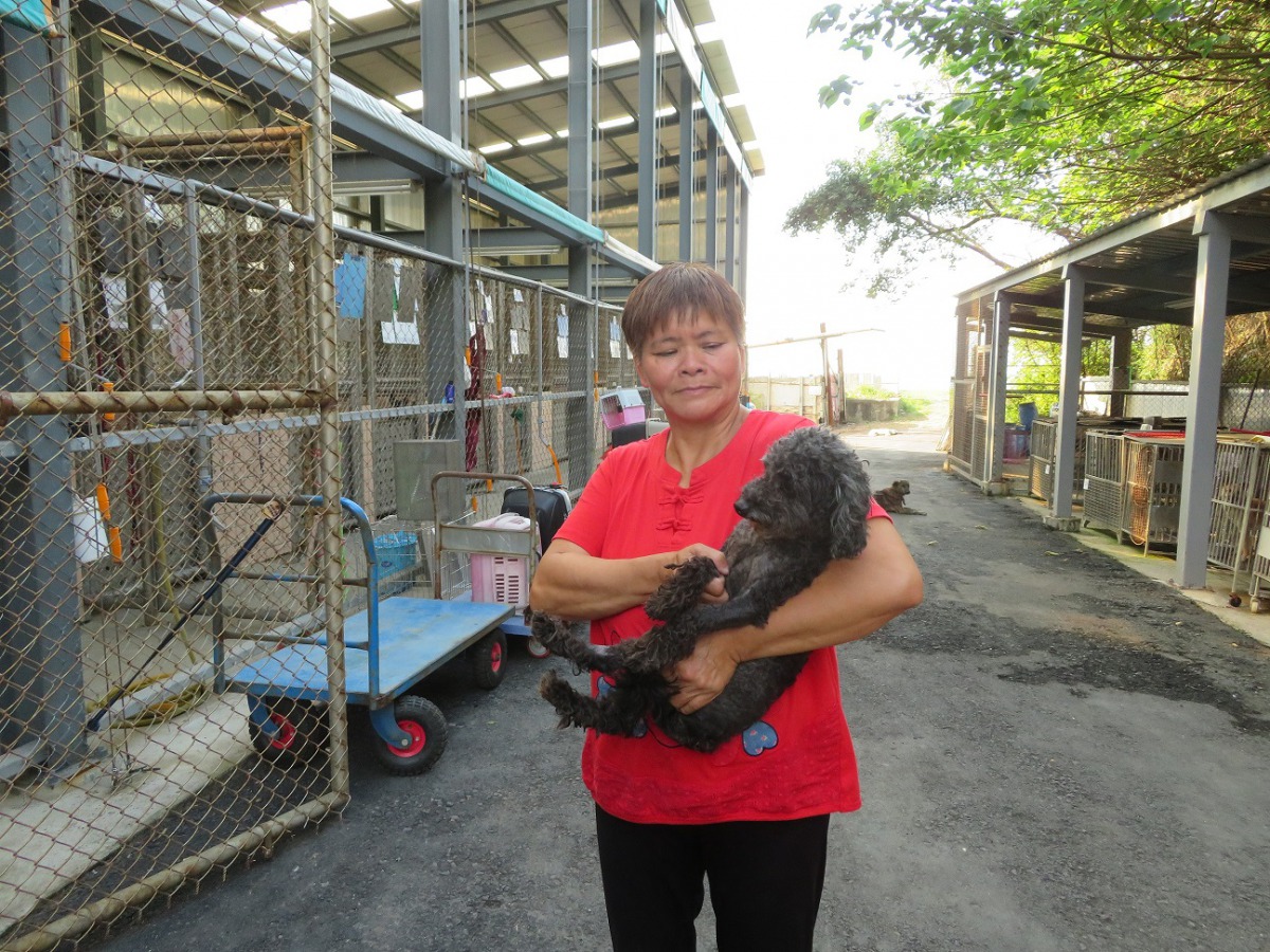 淡水動保員依依不捨送狗到認養小棧。新北市動保處/提供