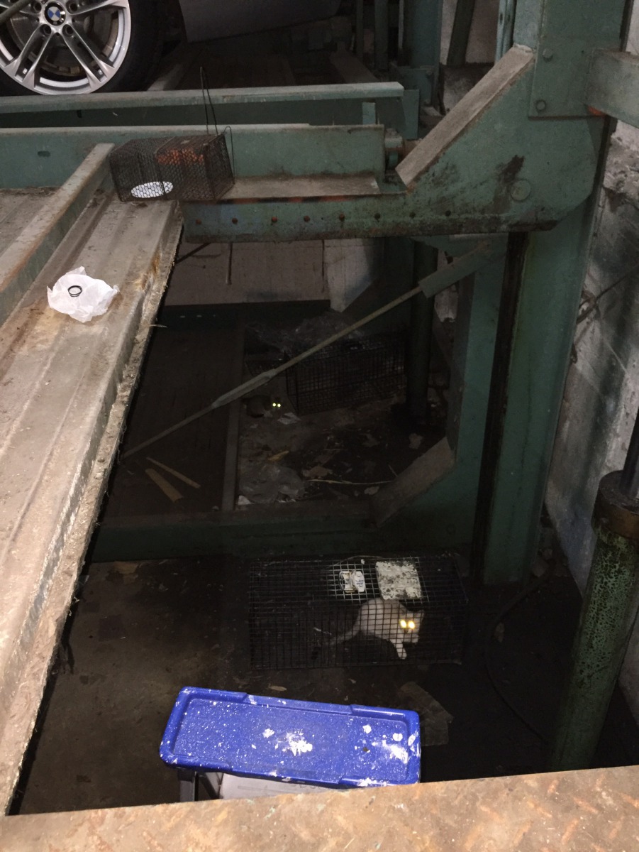 動保員以貓誘貓神救援，通報民眾也立刻表達認養小貓的意願，給小貓一個溫暖的家。新北市動保處/提供