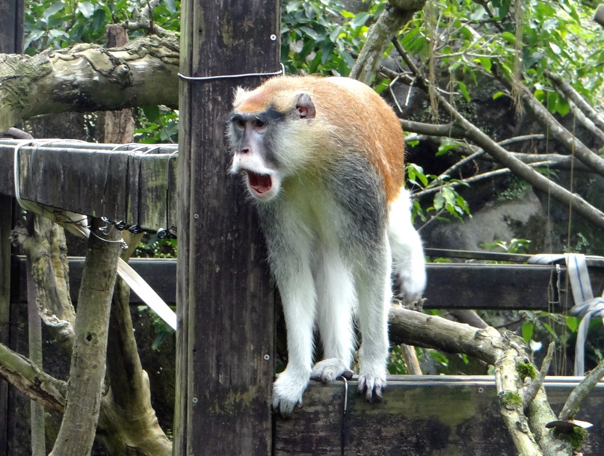 弟弟「男道」身形魁武，是家族中較強勢個體，對「星儒」擺出興致缺缺、高高在上的樣子。台北市立動物園/提供