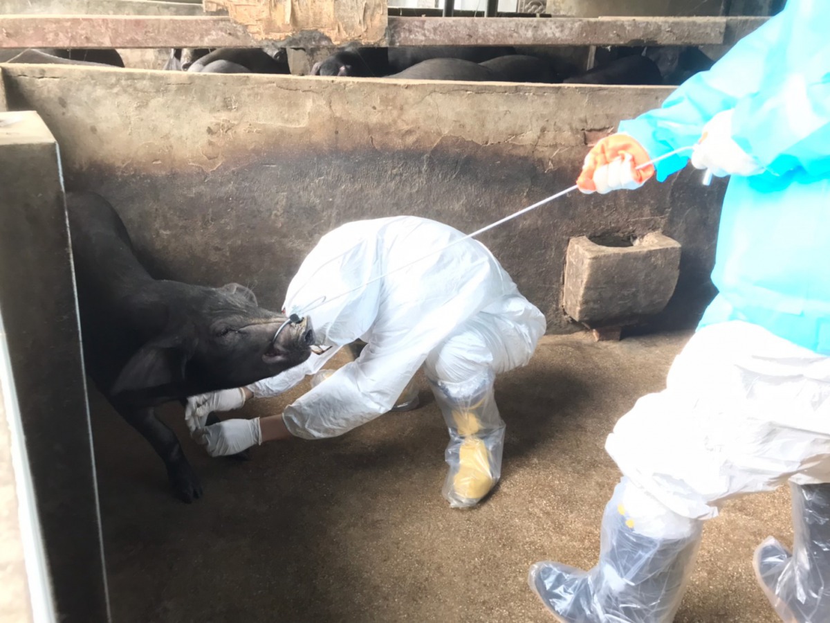 動保處人員到場抽血採樣送驗。新北市動保處/提供