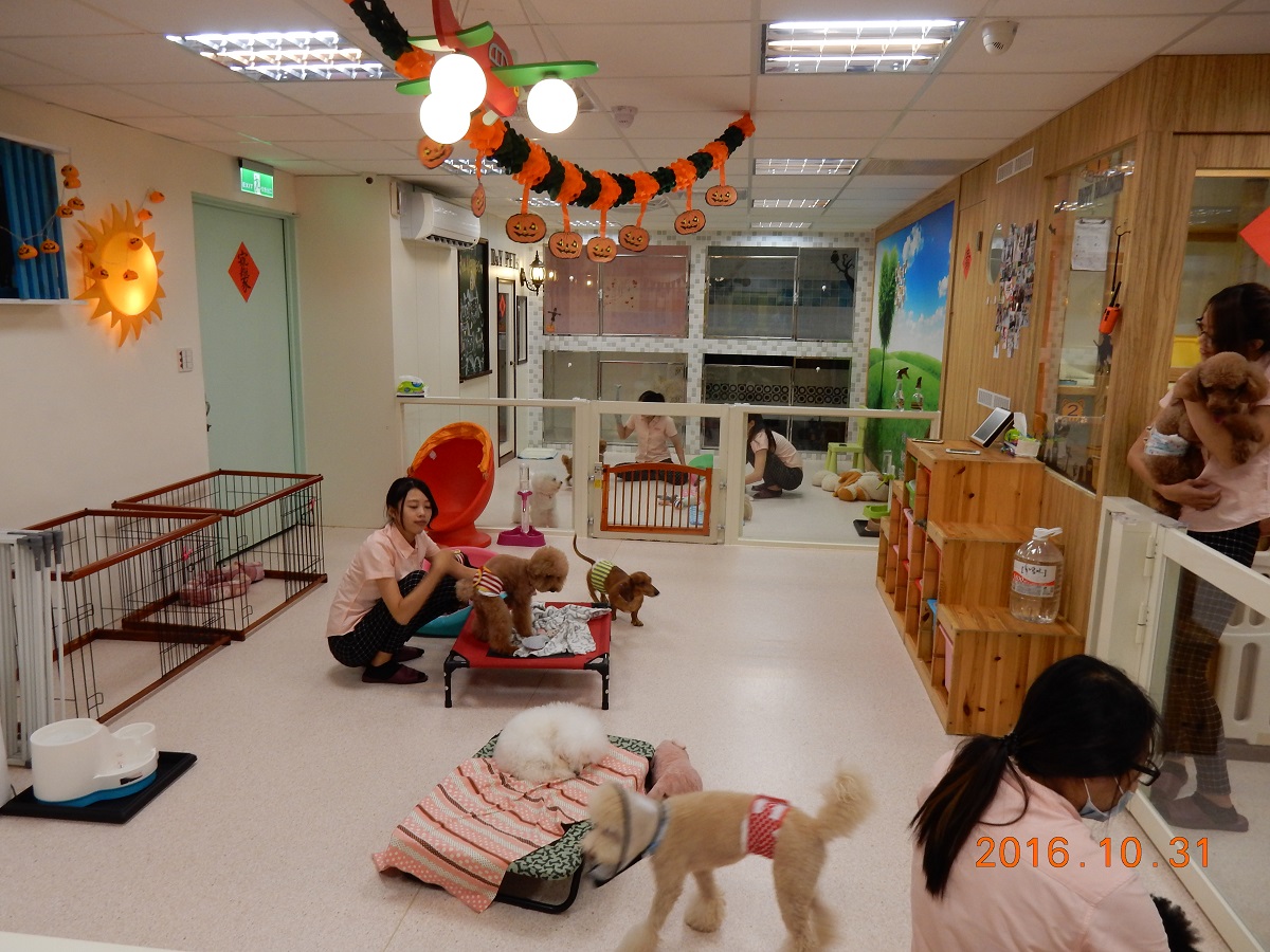 犬貓繁殖、買賣與寄養之業者皆受〈特定寵物業管理辦法〉規範。誼文寵物旅館、新北市動保處/提供