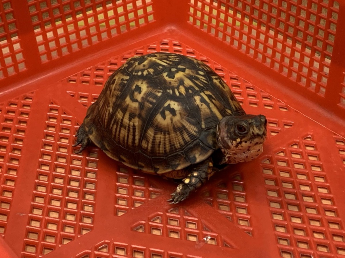 旅客違規攜帶入境的東部箱龜。臺北關/提供