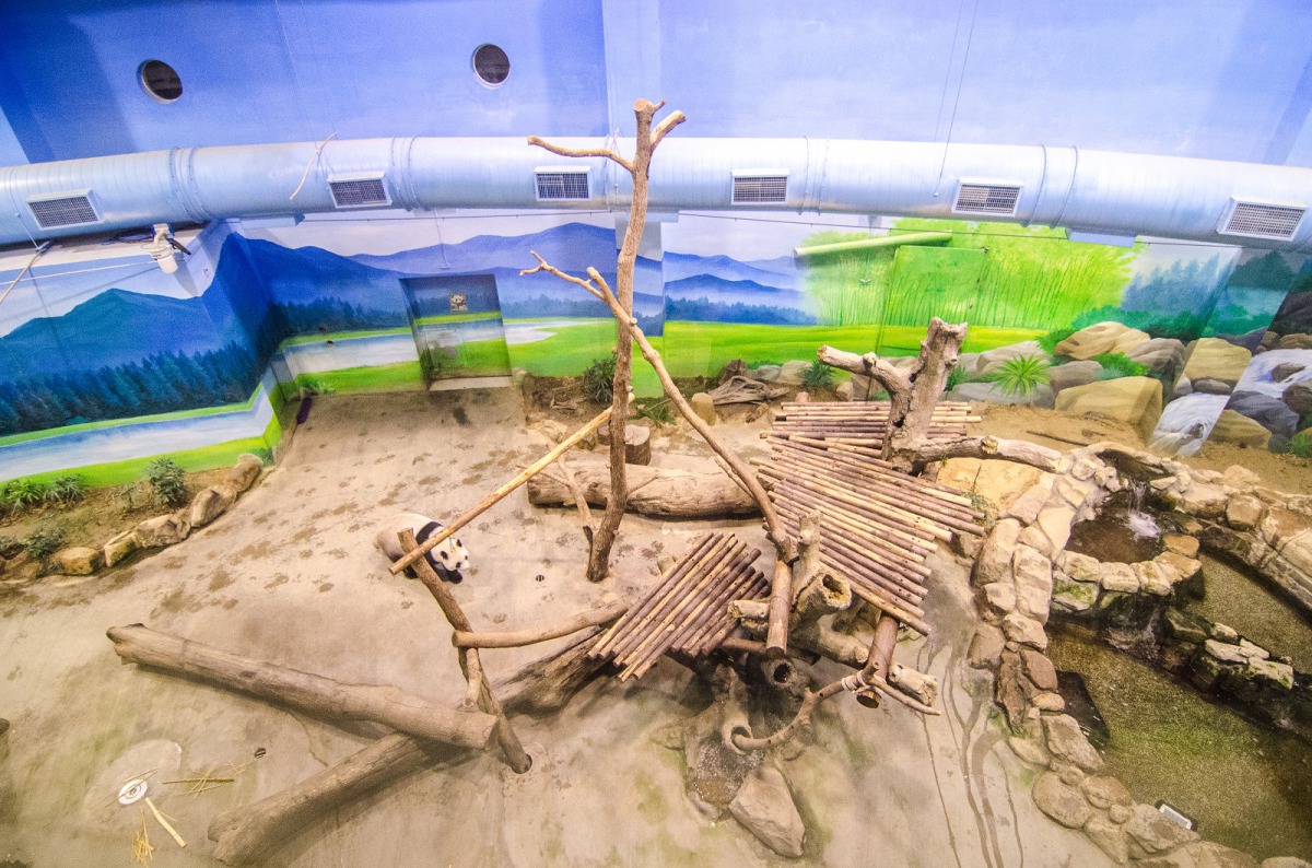 動物行為豐富化器具及棲架維護或重整。台北市立動物園/提供