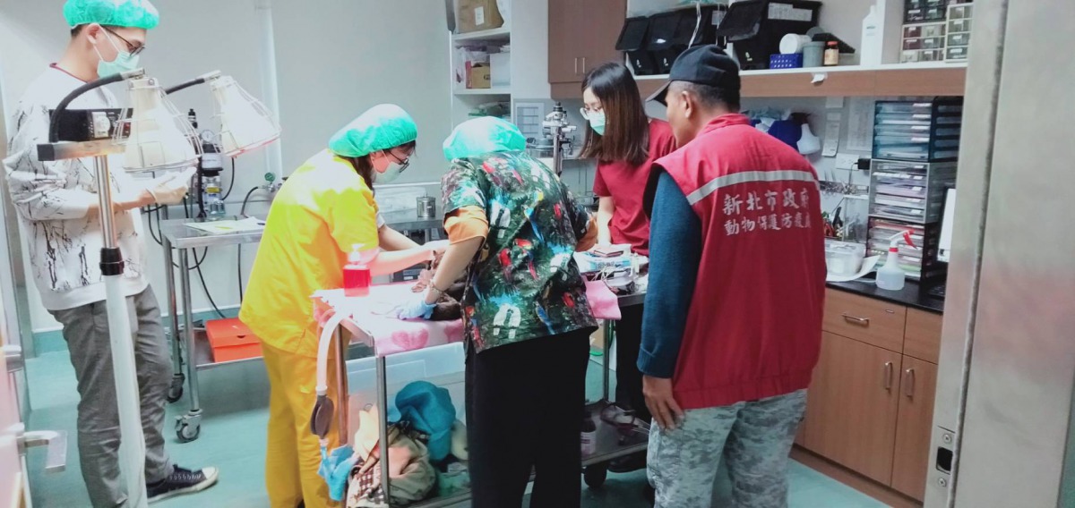 黑鸛在台大動物醫院接受治療。新北市動保處/提供