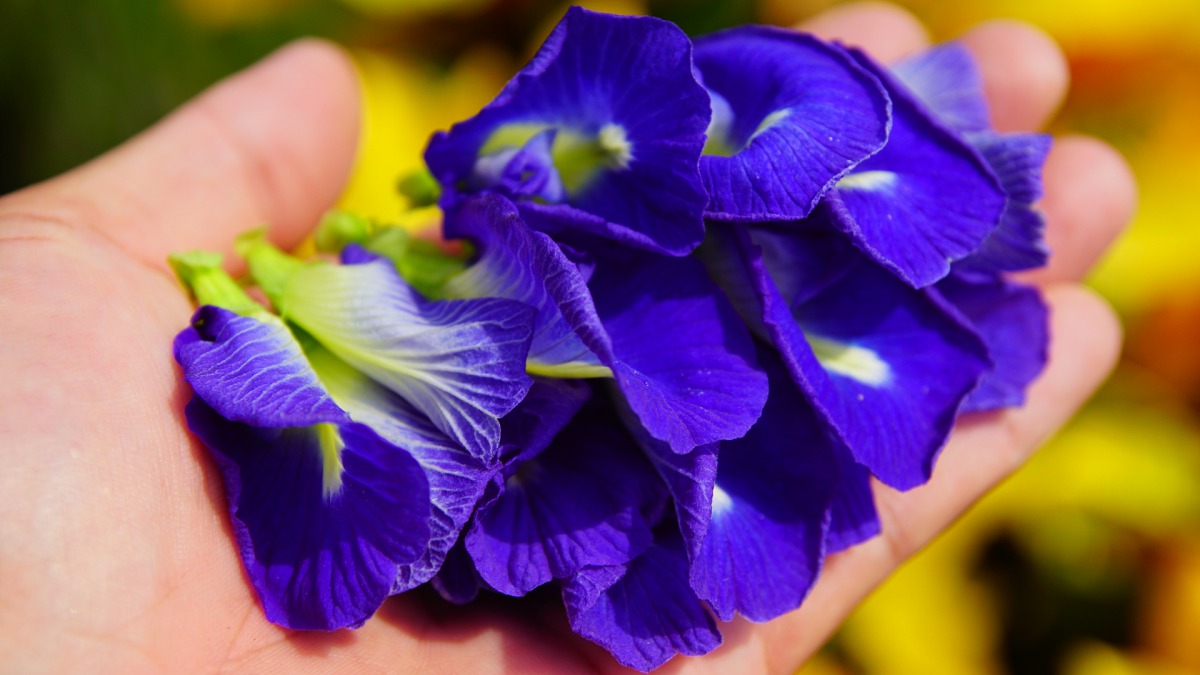 動物園環境組負責園藝的人員每天早上將採集的花朵日晒乾燥。台北市立動物園李俊緯/攝,台北市立動物園/提供