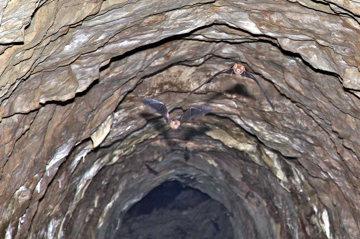 台日研究分析分析台灣北部蝙蝠洞內的東亞摺翅蝠糞便之病毒基因組,結果發現東亞摺翅蝠糞便中含有多種病毒之核酸。台灣師範大學/提供