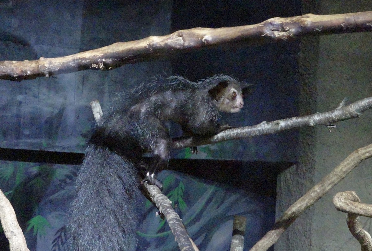 保育員製造日夜顛倒的照環境，讓民眾在白天造訪動物園時，也能看到「Hira」的身影。台北市立動物園/提供