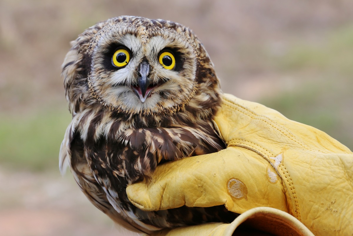 這隻短耳鴞是被廢棄的霧網纏繞；在台灣面臨的風險包括誤入鳥網以及毒鼠藥的間接威脅等等。金門縣建設處/提供