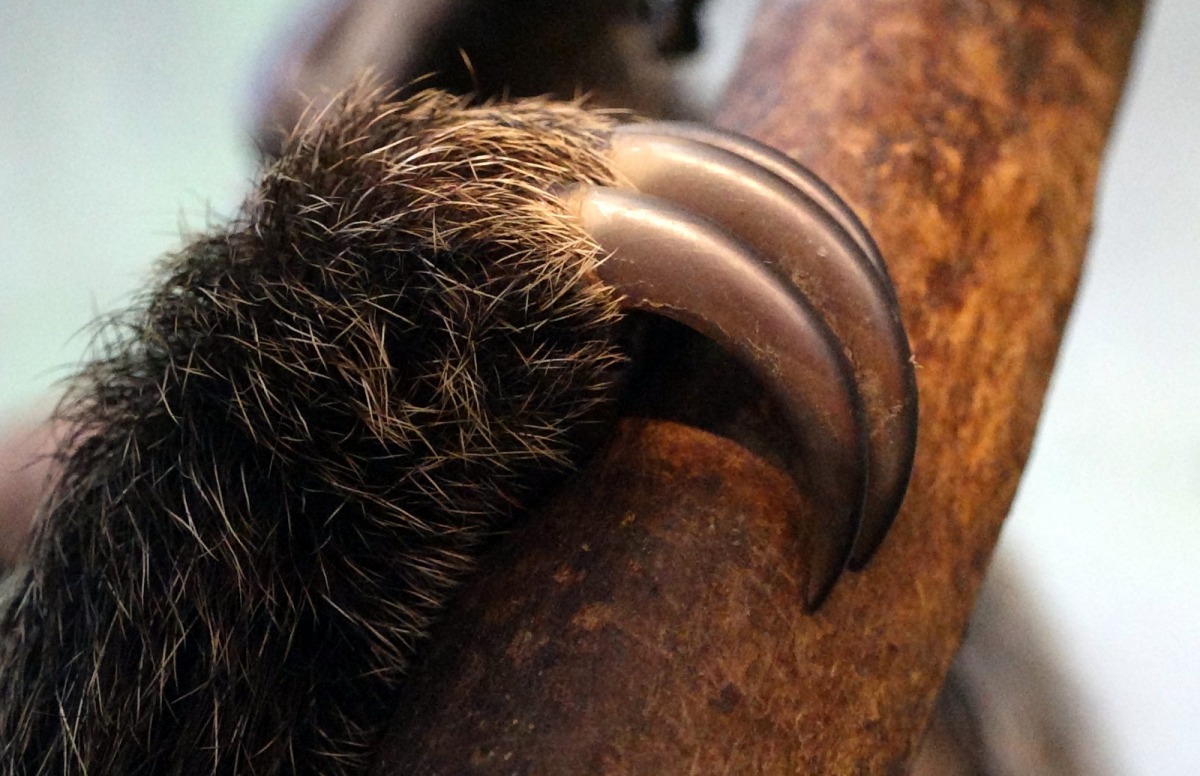 二趾樹獺後肢有3個勾爪。台北市立動物園/提供