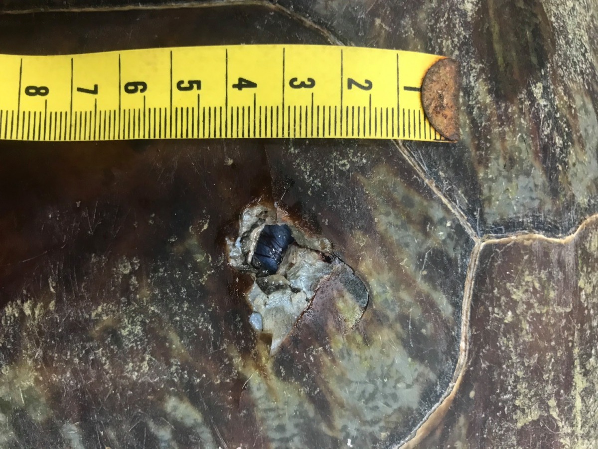 這個穿刺傷由龜殼斜向穿入腹腔。翻攝自海洋委員會海洋保育署粉絲專頁