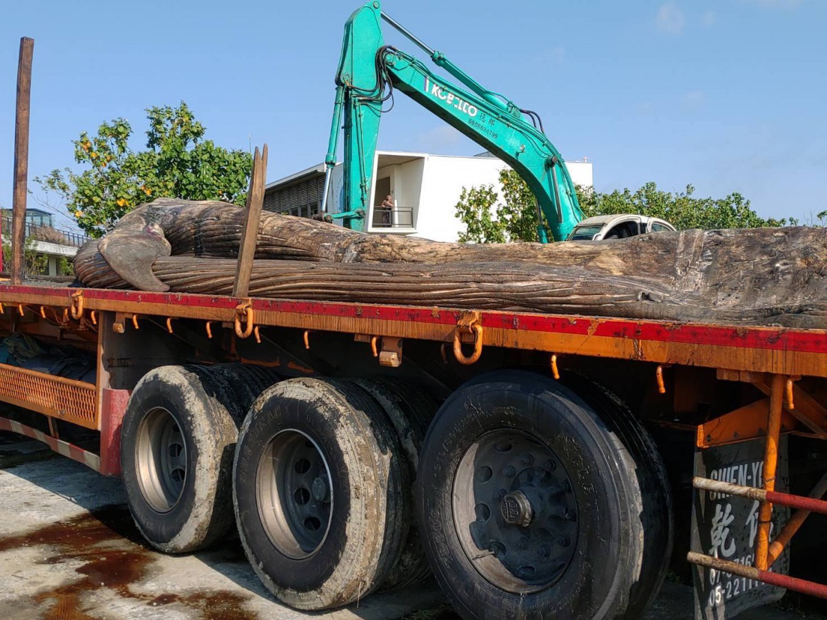 長鬚鯨是僅次於藍鯨的世界上第二大動物，而這隻長鬚鯨長達24公尺，已破台灣擱淺紀錄。取自海保署粉絲專頁