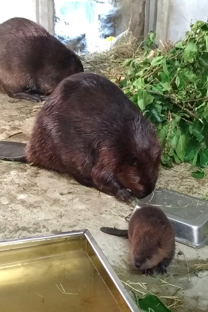河狸屬於早熟型的動物，出生時不但體表毛髮齊被、眼睛已經張開、還會四處走動。台北市立動物園/提供