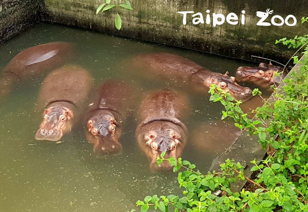河馬平日就喜歡浸泡在水中，睡覺當然也不利外。台北市立動物園/提供