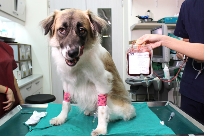 當受傷或是重大疾病的狗需要受血,飼主就只能上網徵求捐血犬,而動物醫院飼養血犬就是因應這種需求而生的行為。捐血犬資料照,何宜/攝