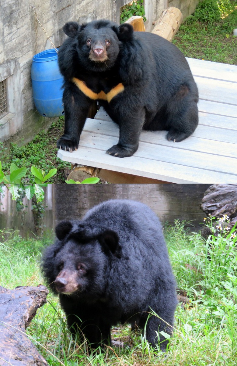 「黑糖」的兩位室友,上圖為「貝兒」,下圖為「日月」。詹雅婷/攝,台北市立動物園/提供