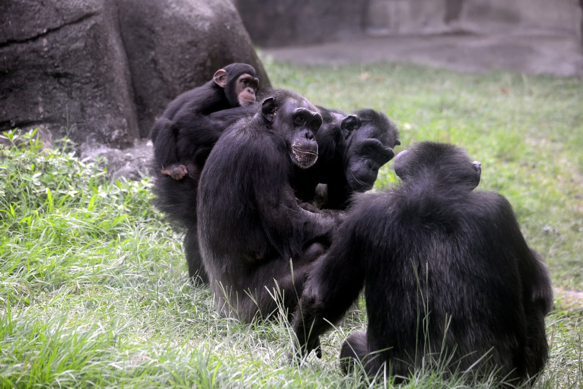 黑猩猩家族中,幾隻年紀較長的個體,一舉一動都飽含著長期累積的生活智慧。台北市立動物園/提供