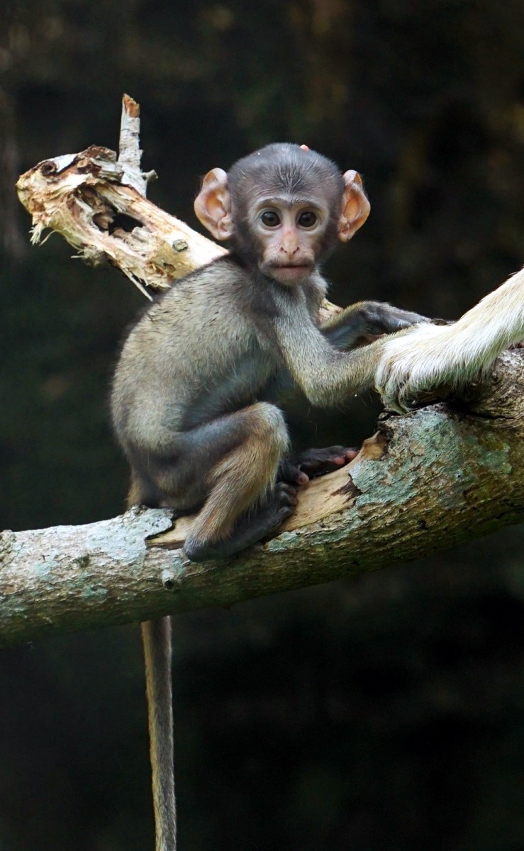 紅猴寶寶「濡安」現在已經長大到可以自己玩耍了!詹德川/攝