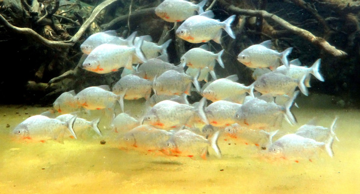 紅銀板又名淡水白鯧，幼魚腹鰭和臀鰭邊緣是紅色的，所以經常被誤認為是食人魚。台北市立動物園/提供