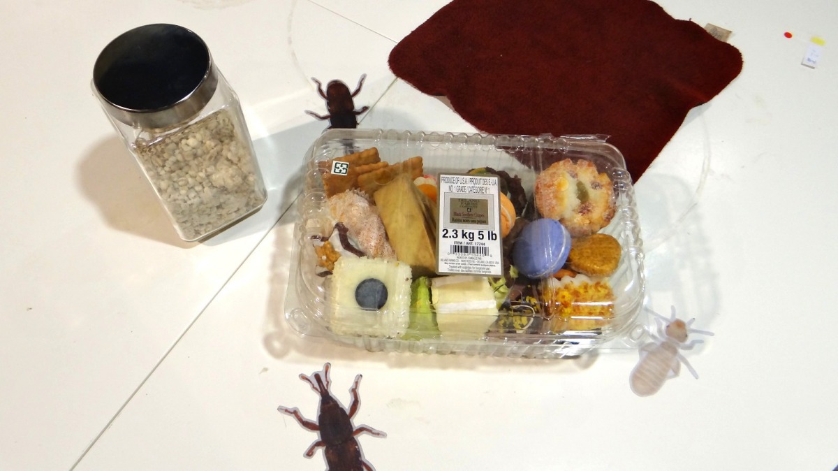 家裡為什麼會有蟲蟲出沒？要怎如何減少蟲蟲在居家環境中出現的機會呢？台北市立動物園/提供