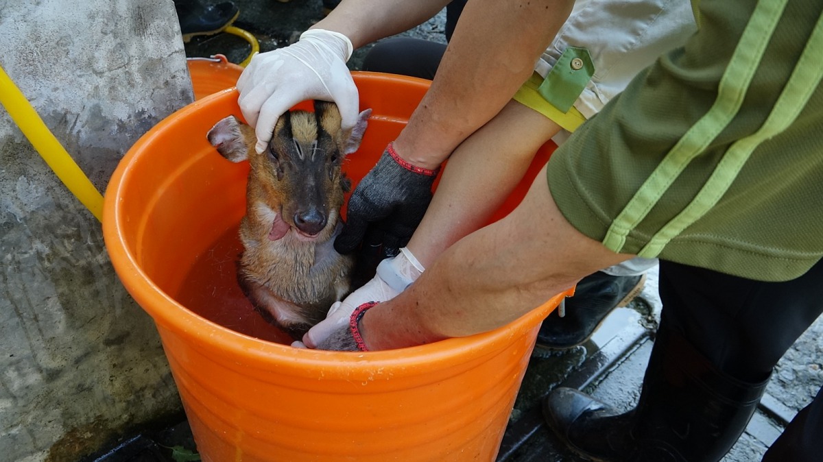 健檢現場會備有大桶水加濕毛巾,隨時幫體溫過高的山羌快速降溫。台北市立動物園/提供