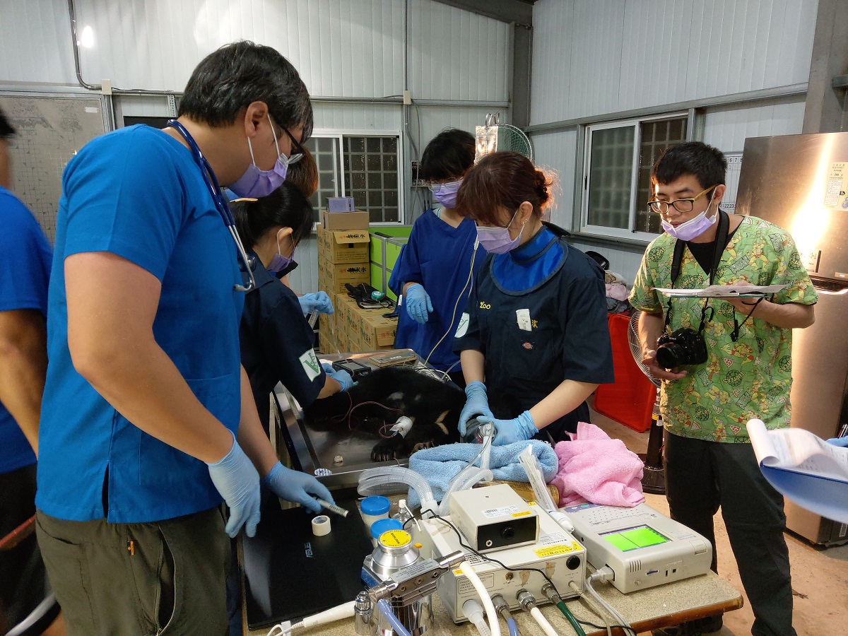 台北市立動物園獸醫群及特生中心照養群共同組成健檢小組，為廣原小黑熊進行健康檢查。台東林管處/提供