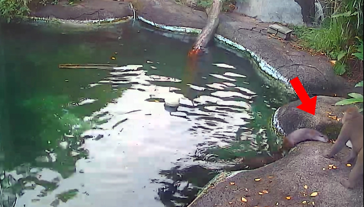 母性堅強的「金莎」宣告勝利，成功逼退野生獼猴。台北市立動物園/提供