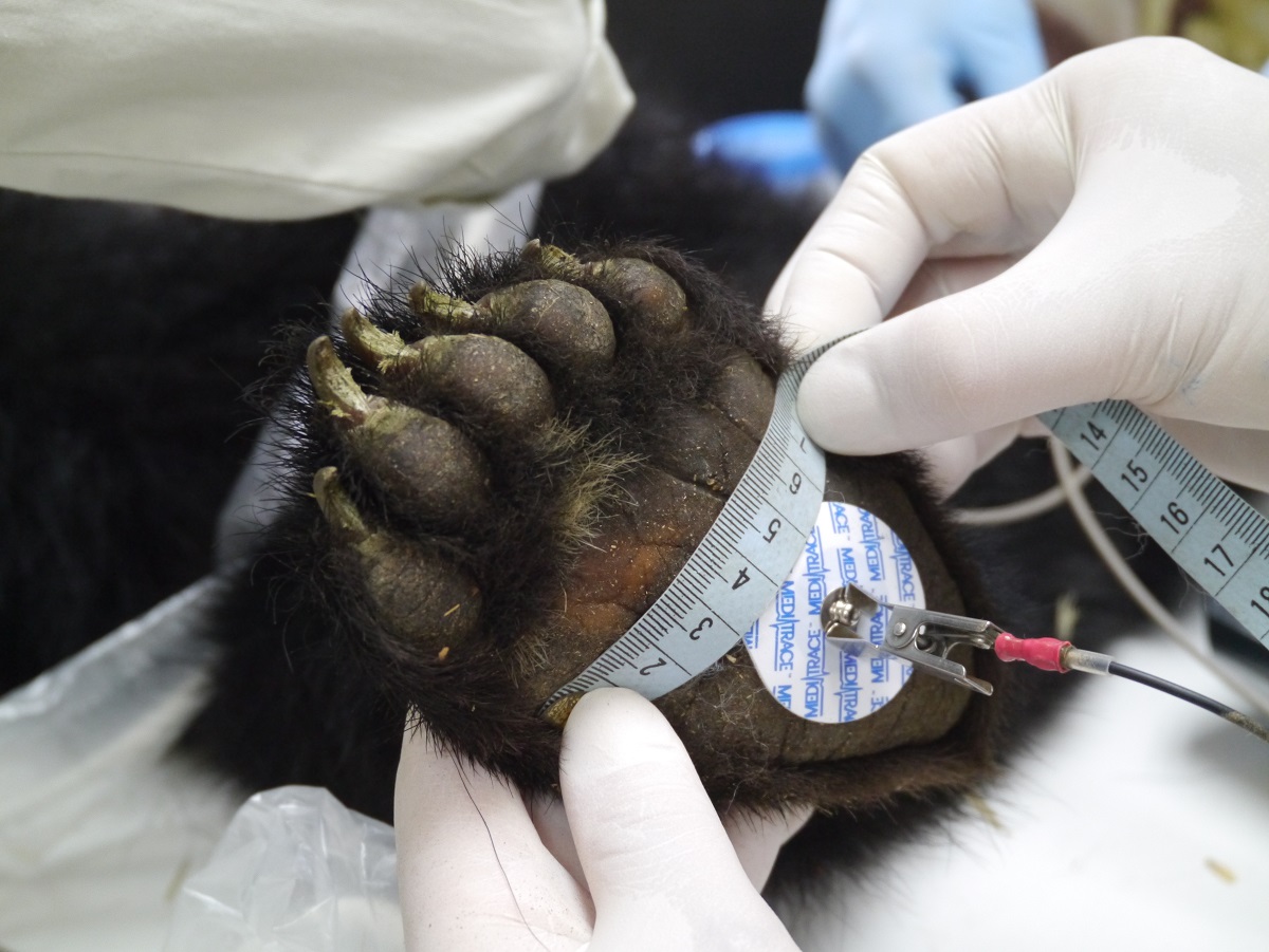 醫療團隊幫小黑熊測量腳掌。林務局/提供
