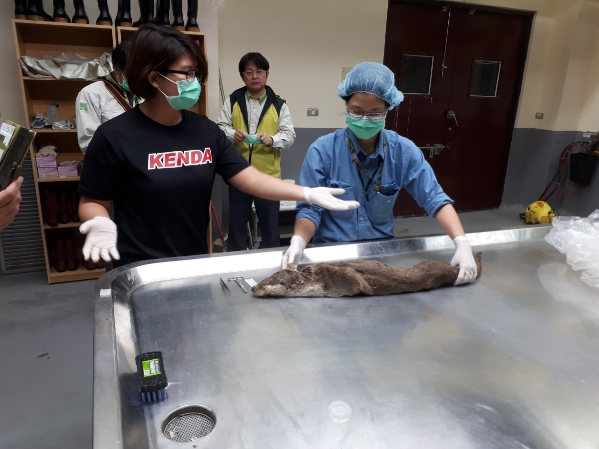 金門縣野生動物救援協會獸醫參與救傷及解剖工作。台北市立動物園/提供