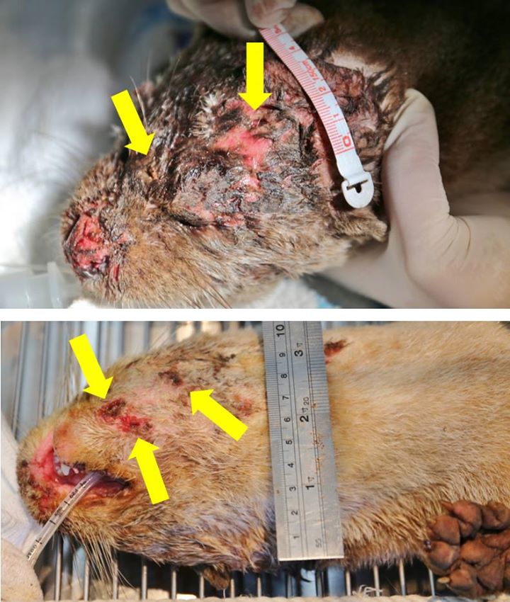箭頭處皆為咬痕。金門縣野生動物救援暨保育協會/提供
